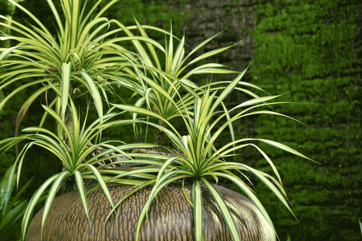 Chlorophytum Comosum planta Bonnie