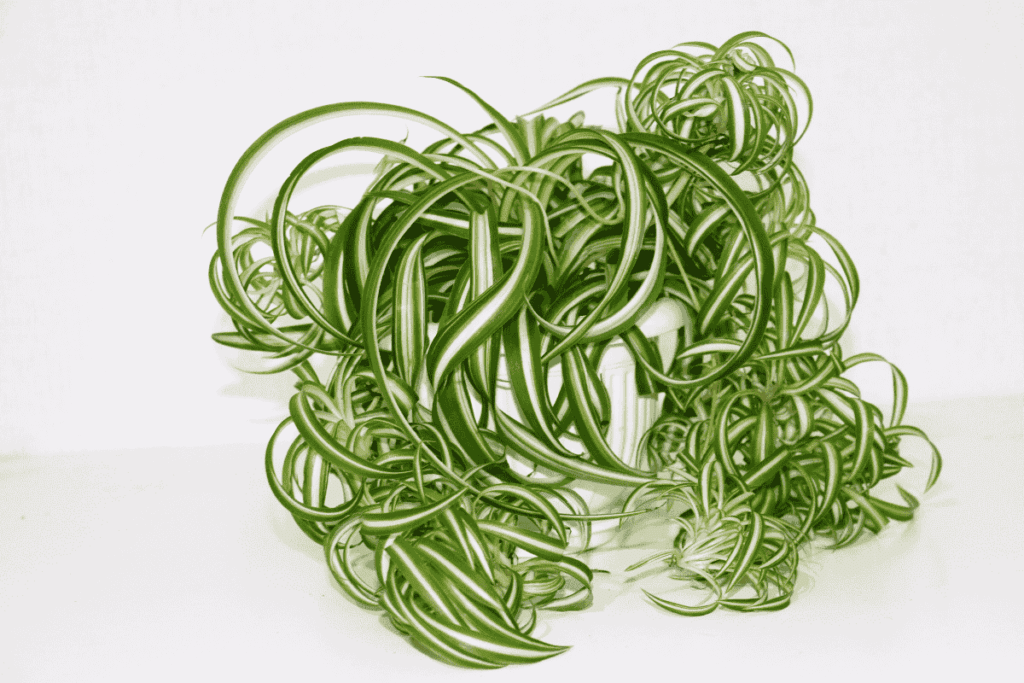 Chlorophytum Bonnie plantas-aranha