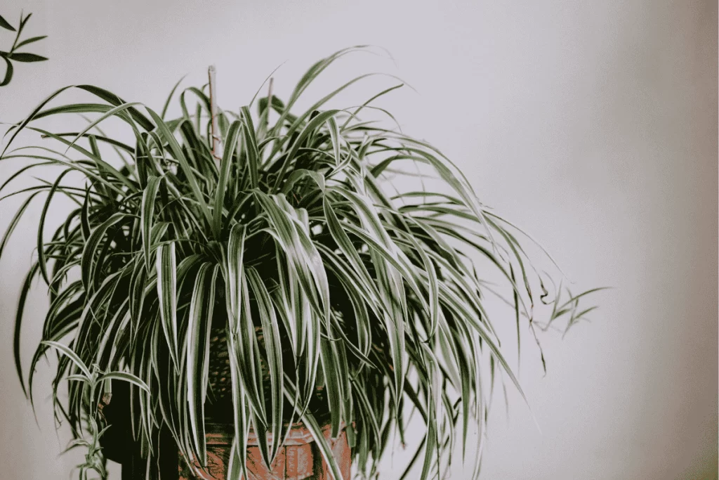 Chlorophytum variegatum plantas -aranha