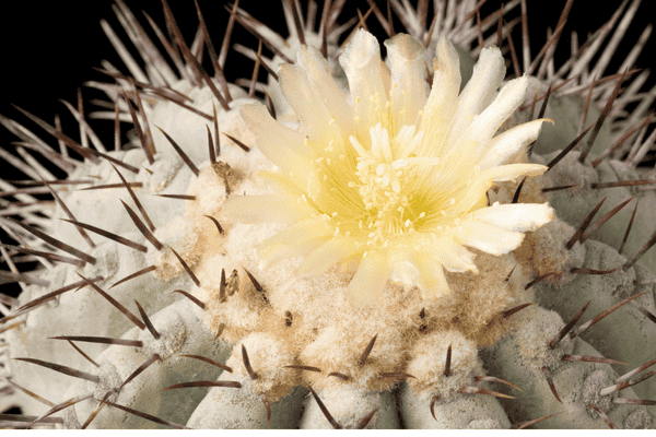 Copiapoa dealbata