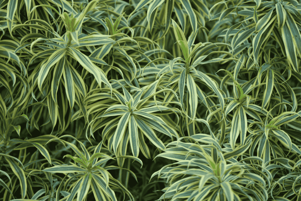 Chlorophytum Comosum planta-aranha