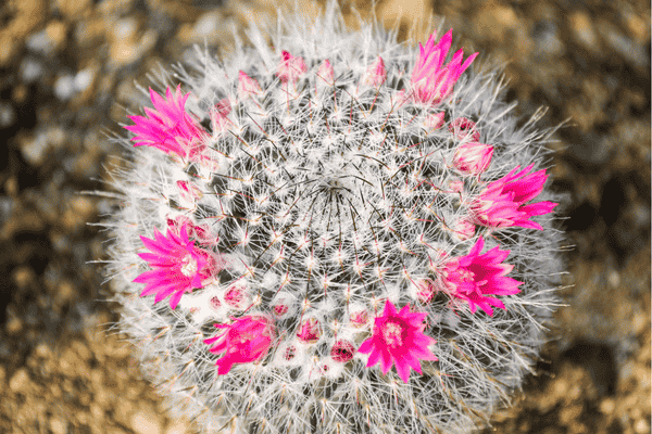 Echinocactus grusonii flor de cactos