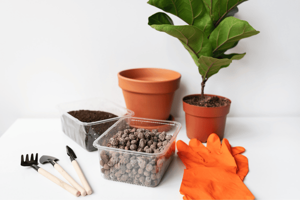 Ficus Lyrata Zabryel.com Imagem Canva (1)