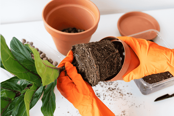 Ficus Lyrata Zabryel.com Imagem Canva (2)