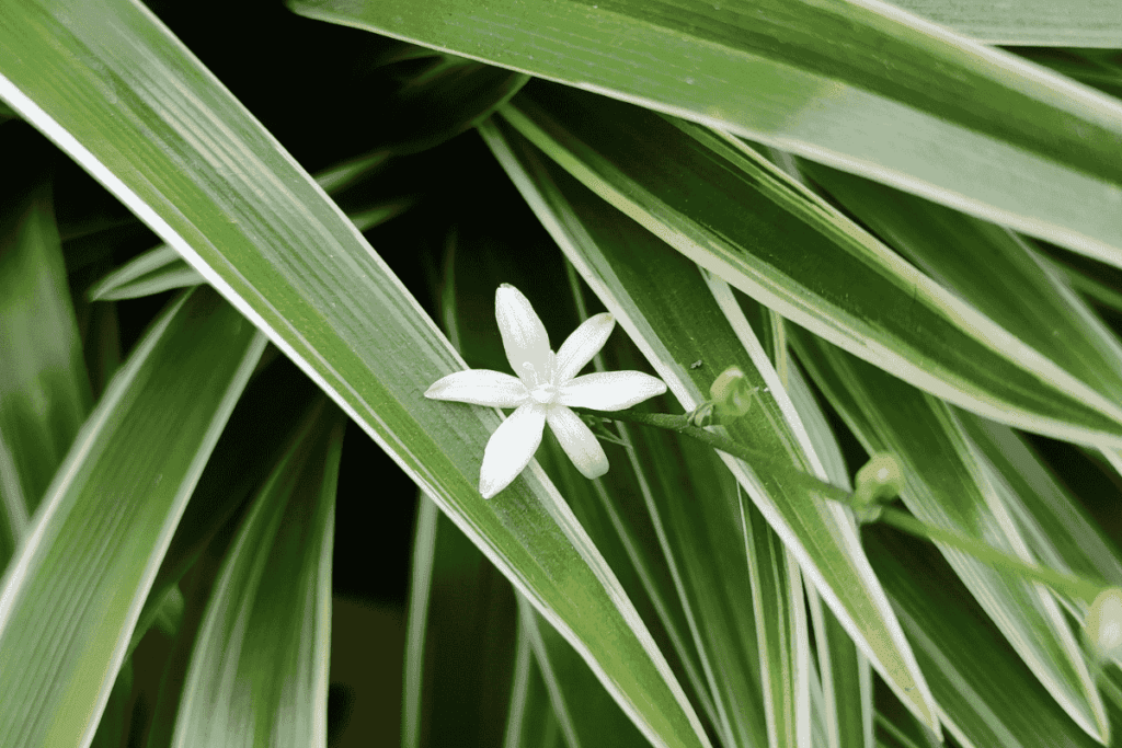 Chlorophytum Comosum Variegatum Inversa plantas-aranha