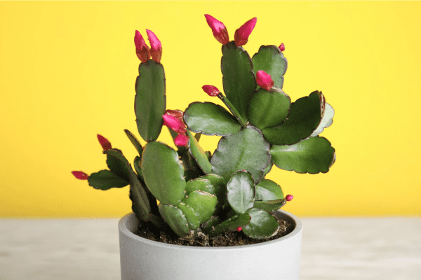 Schlumbergera spp.