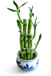 bambu da sorte zabryel.com (3)