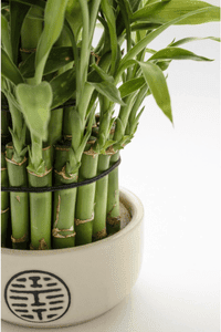 bambu da sorte zabryel.com (5)