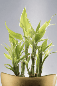 bambu da sorte zabryel.com (6)