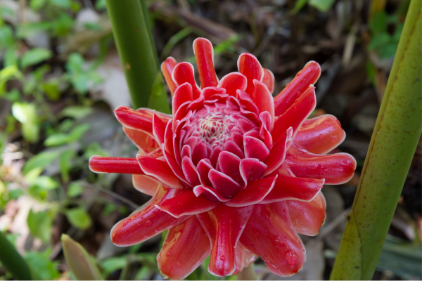 bastao do imperador Imagem CanvaPro 4