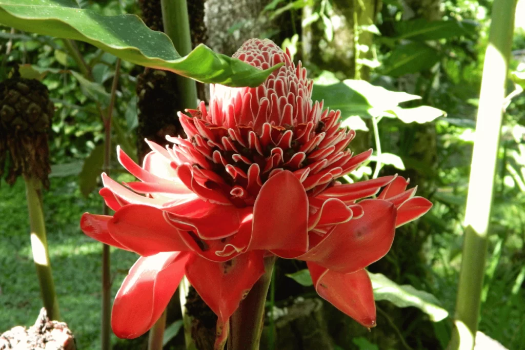 bastao do imperador Imagem CanvaPro 2