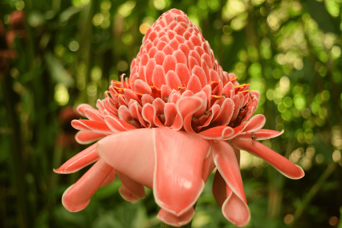 bastao do imperador Imagem CanvaPro