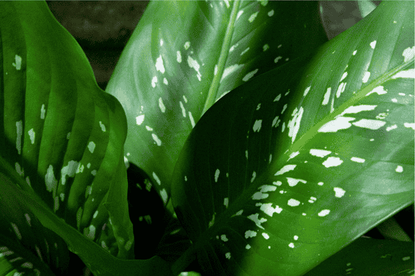 comigo ninguem pode zabryel.com (1)