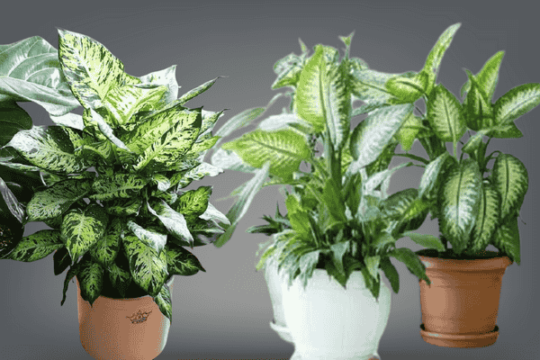 comigo ninguem pode zabryel.com (3)