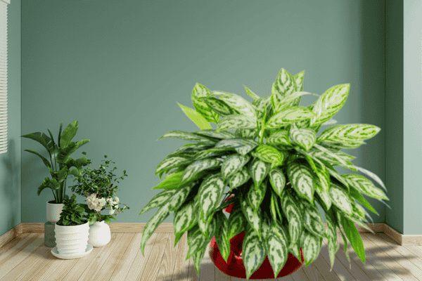 comigo ninguem pode zabryel.com (4)