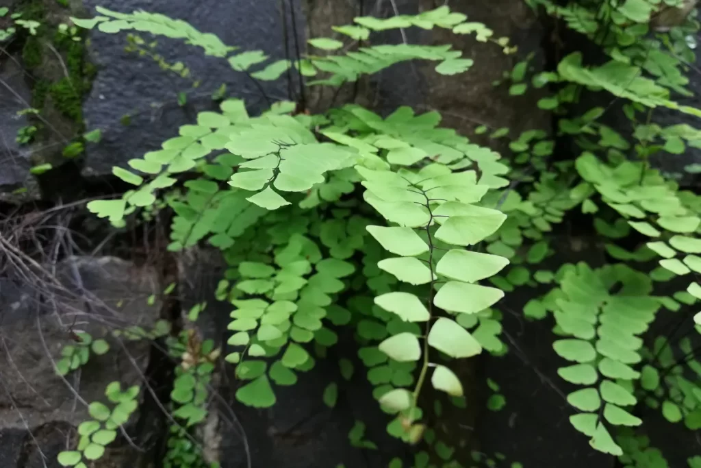 como cuidar de avenca blog zabryel Imagem Canva (2)