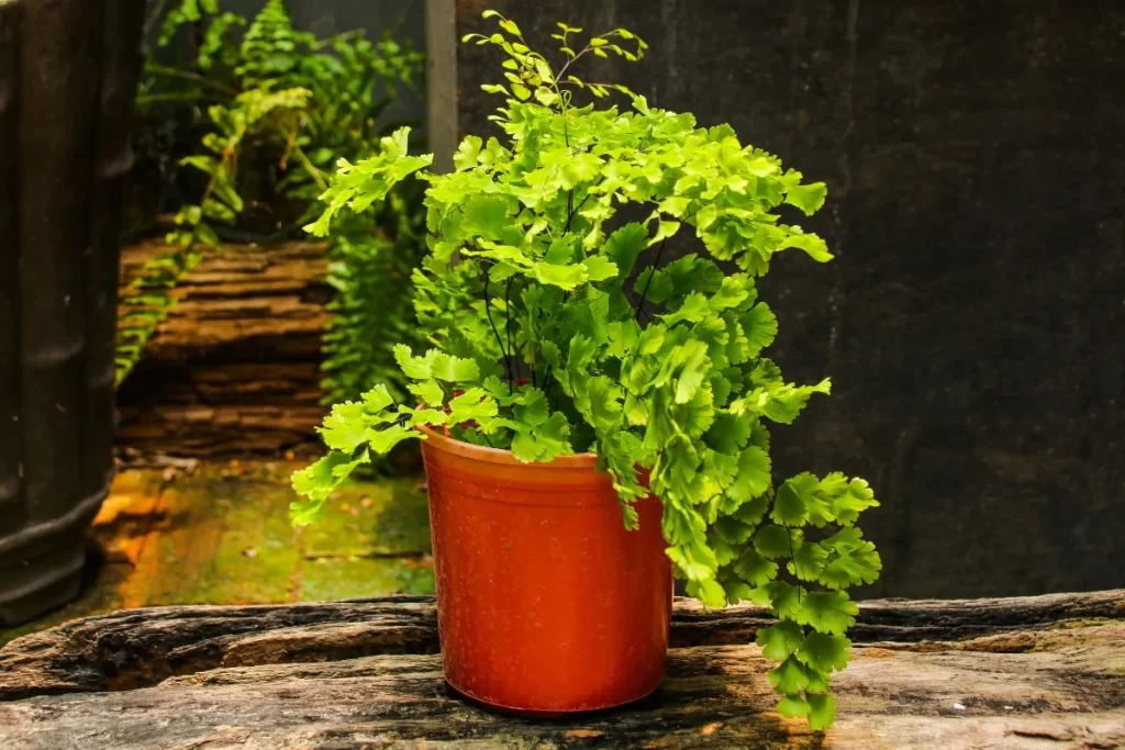 como cuidar de avenca blog zabryel Imagem Canva (3)