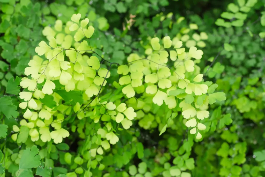 como cuidar de avenca blog zabryel Imagem Canva (4)