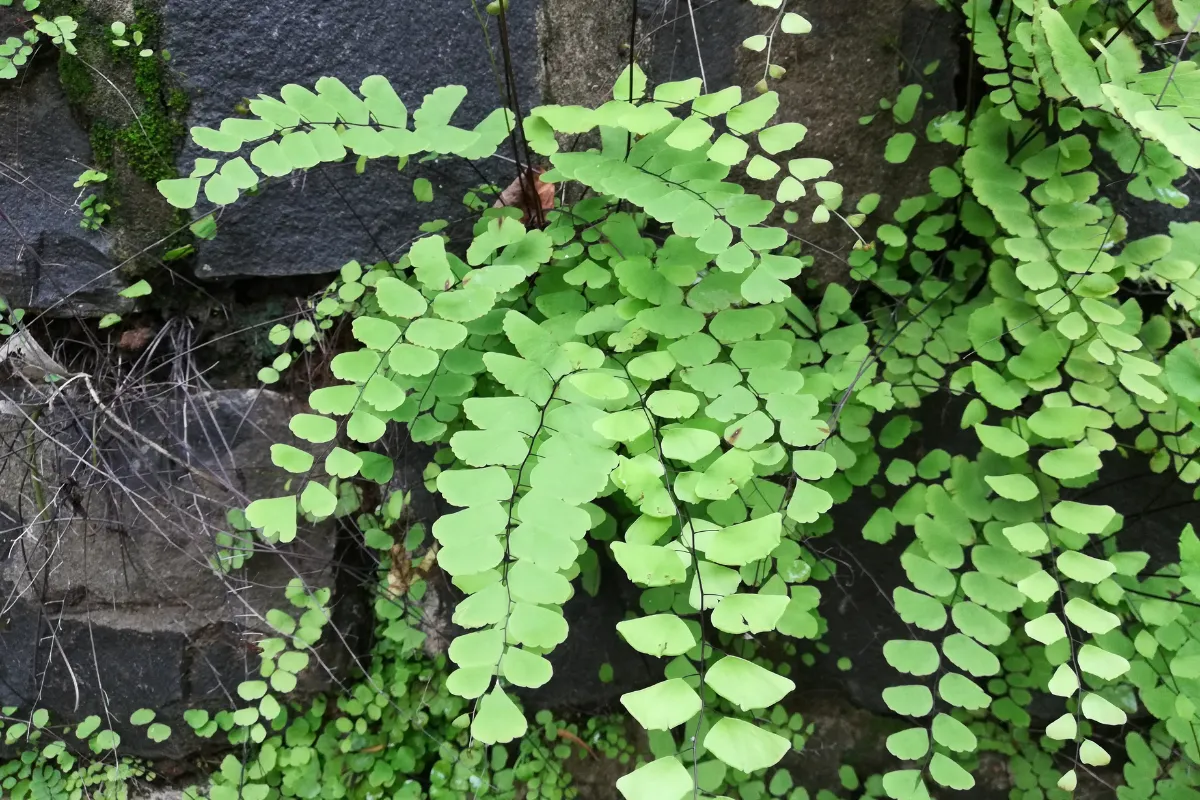 como cuidar de avenca blog zabryel Imagem Canva