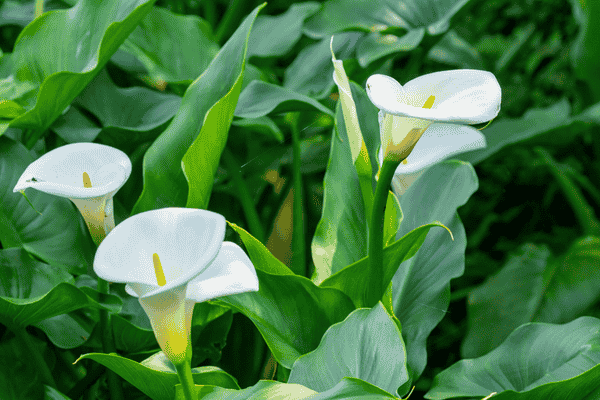 copo de leite zabryel.com (1)