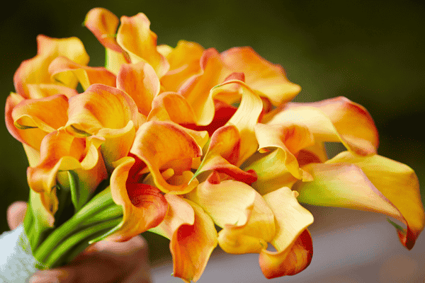 copo de leite zabryel.com (2)