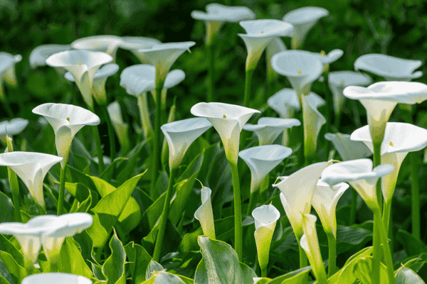 copo de leite zabryel.com