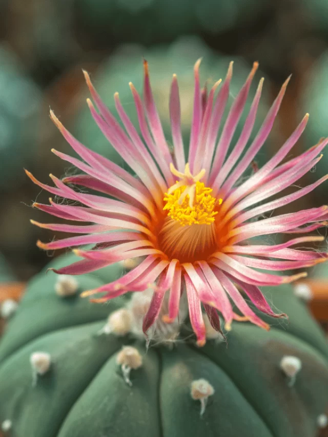 Astrophytum asterias 1