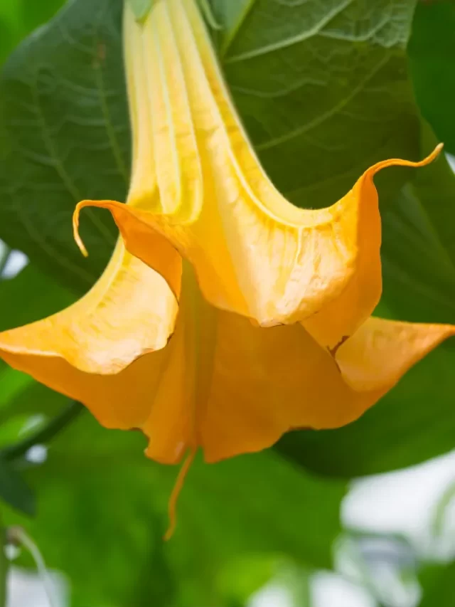 cropped trombeta de anjo zabryel Imagem Canva Pro 3.webp