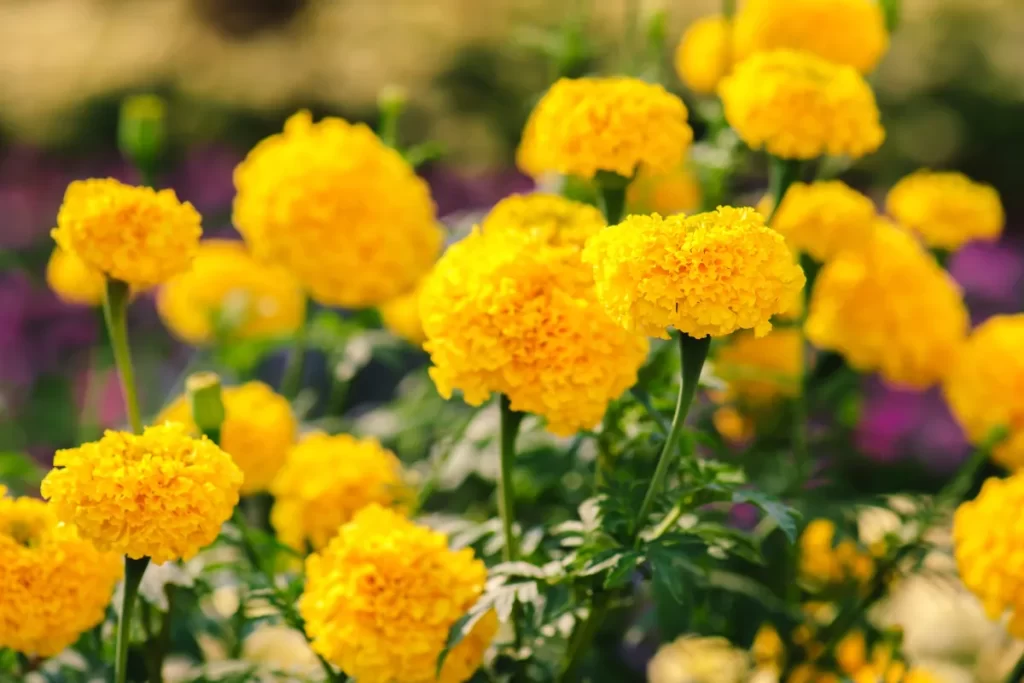 flor de defunto zabryel Imagem Canva Pro (1) (2)