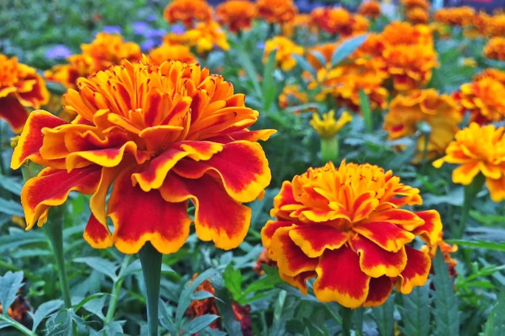 flor de defunto zabryel Imagem Canva Pro (1) (3)