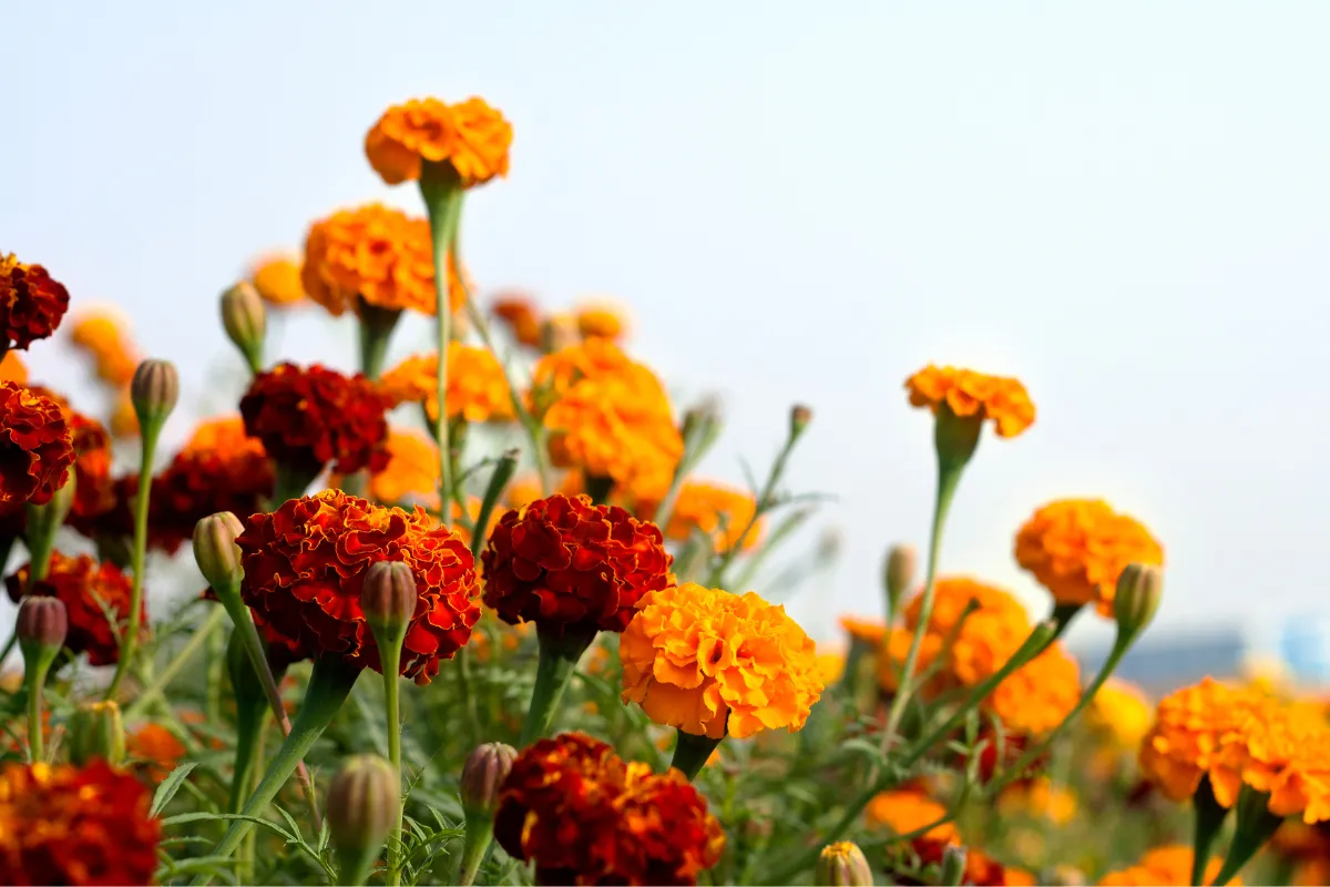 flor de defunto zabryel Imagem Canva Pro (1)