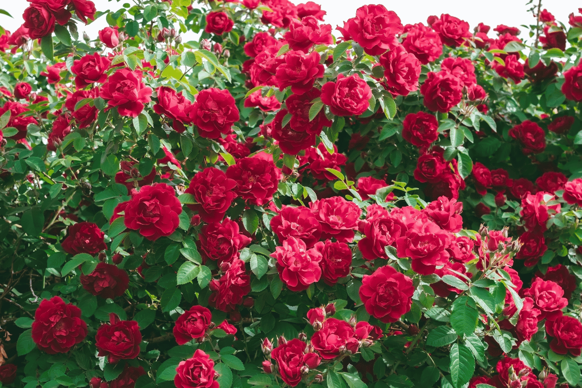 flores rosas vermelhas zabryel Imagem Canva