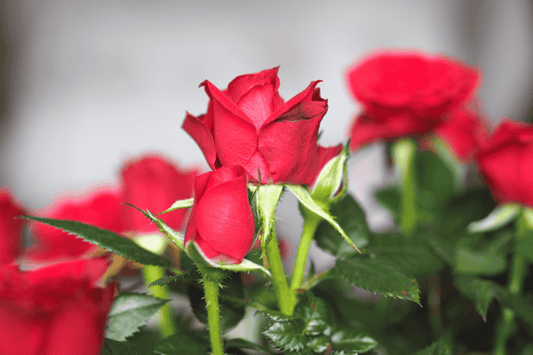 rosas vermelhas zabryel Imagem Canva