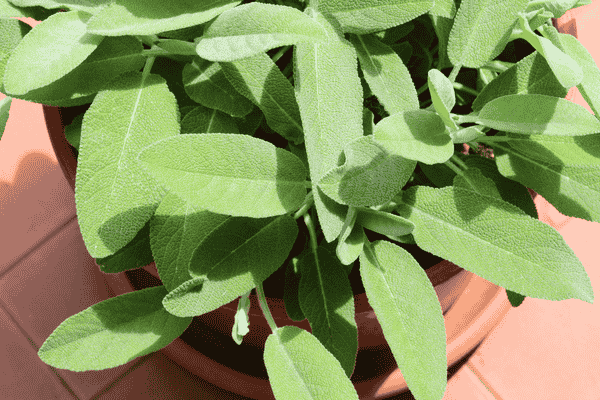 sálvia zabryel Imagem Canva (1)