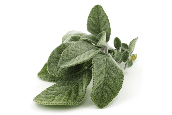 sálvia zabryel Imagem Canva