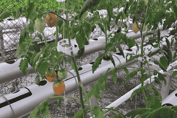 sistema hidroponico caseiro zabryel Imagem Canva (3)