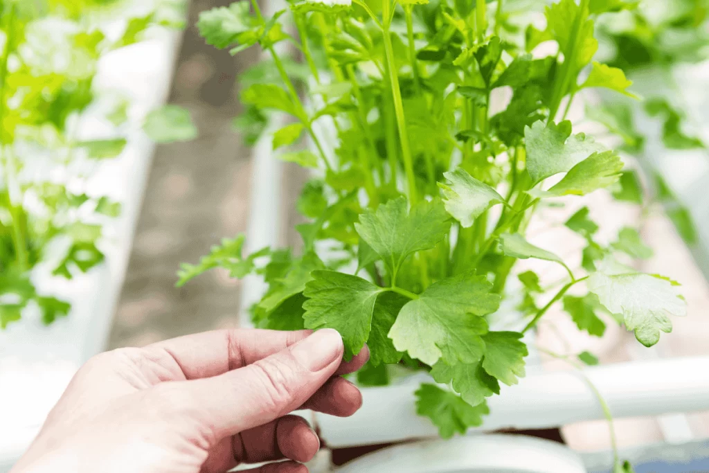 sistema hidroponico caseiro zabryel Imagem Canva 1