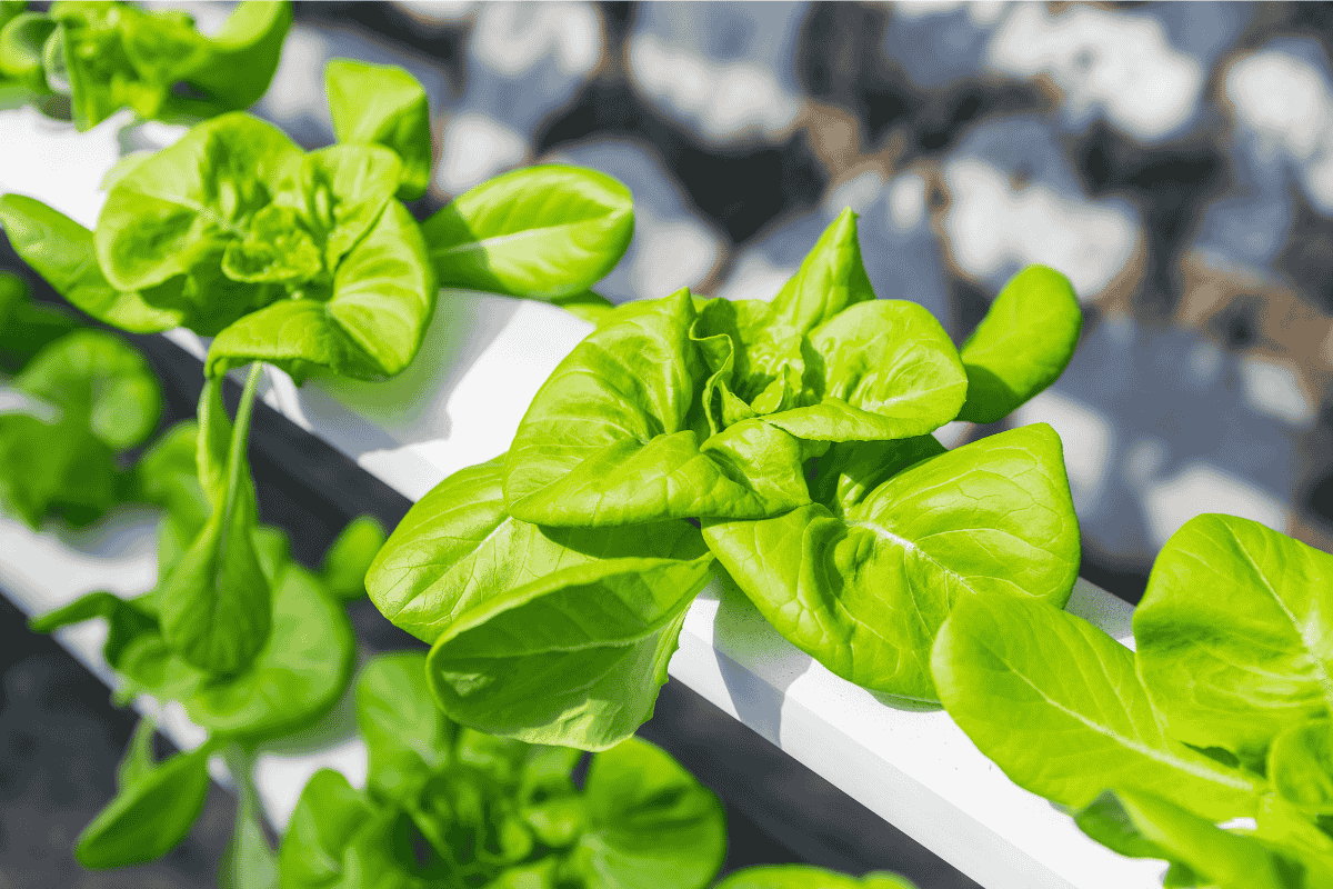 sistema hidroponico caseiro zabryel Imagem Canva