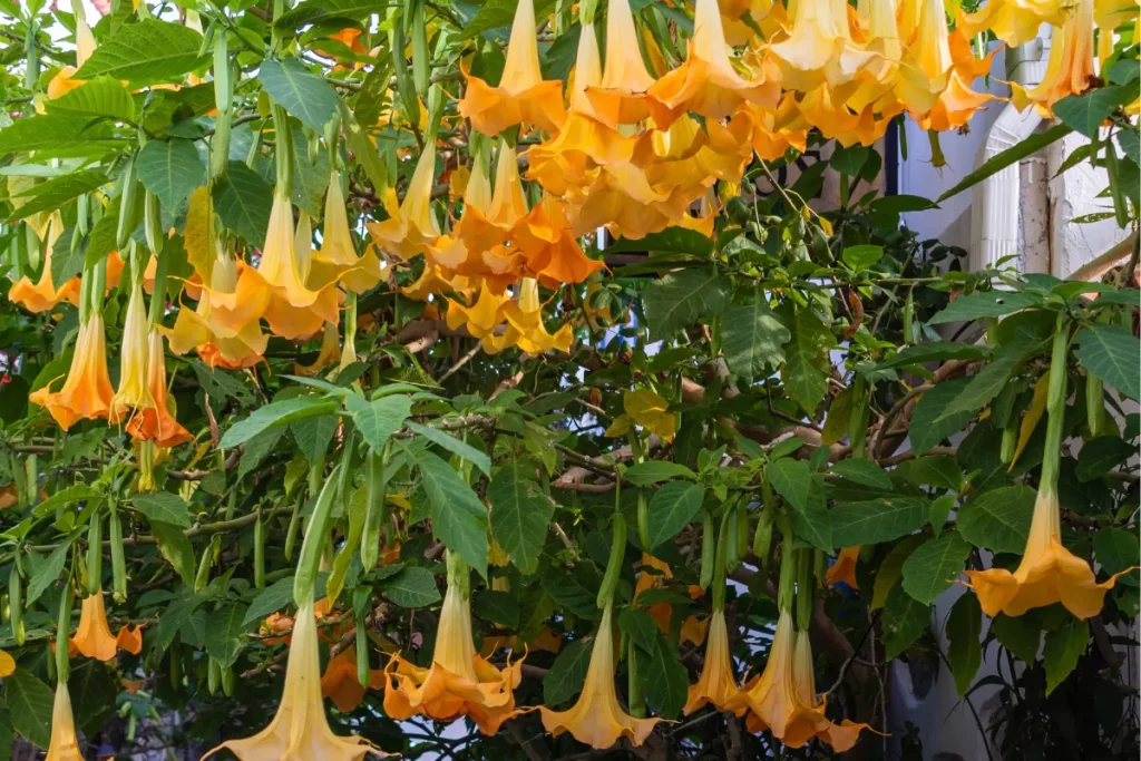 trombeta de anjo zabryel Imagem Canva Pro