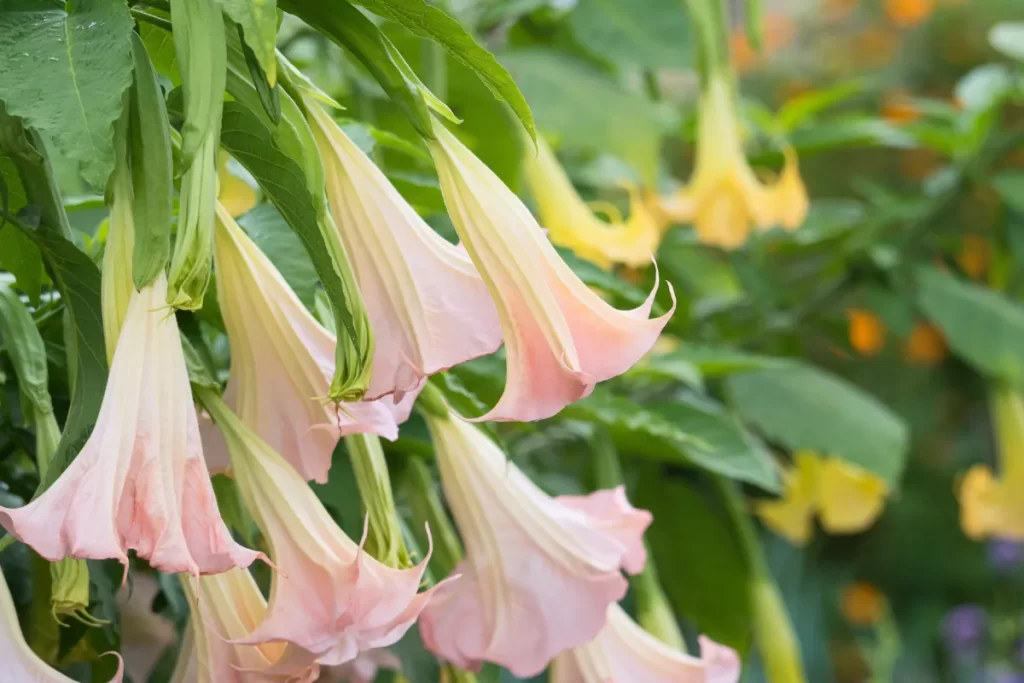 trombeta de anjo zabryel Imagem Canva Pro (2)