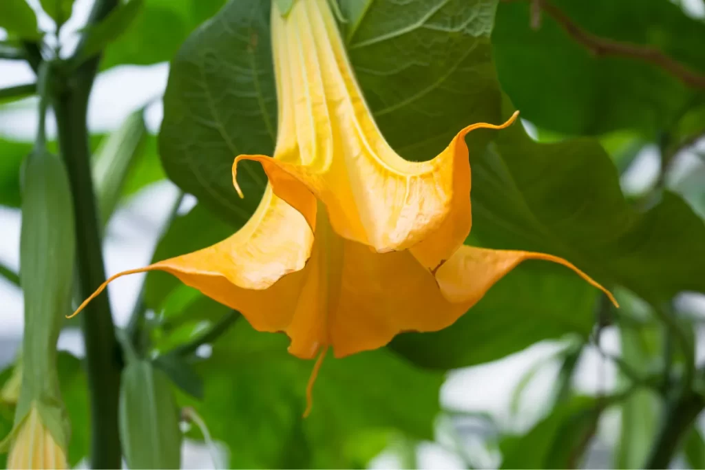 trombeta de anjo zabryel Imagem Canva Pro (3)