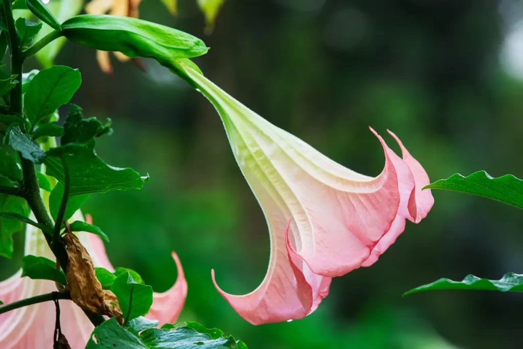 trombeta de anjo zabryel Imagem Canva Pro (4)