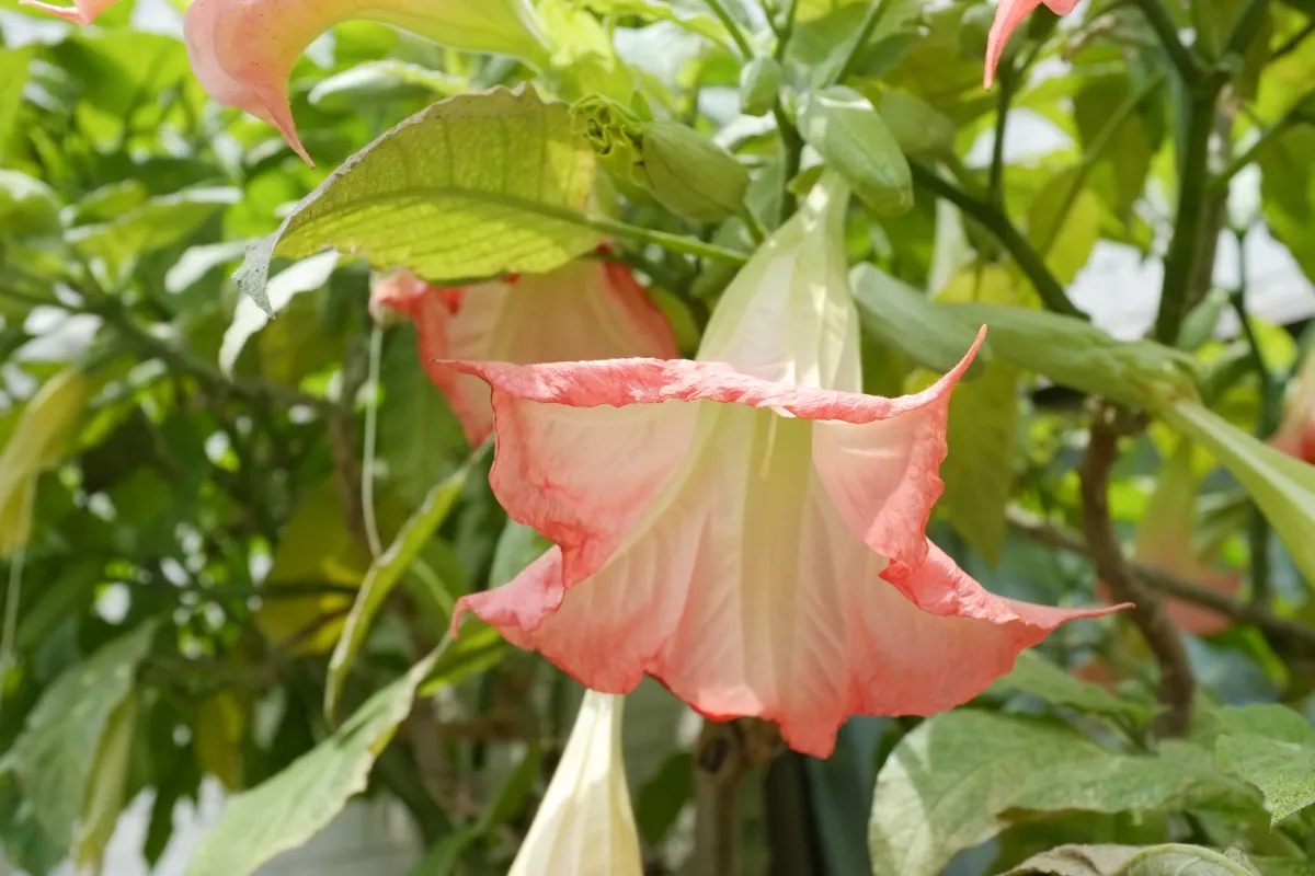 trombeta de anjo zabryel Imagem Canva Pro (5)