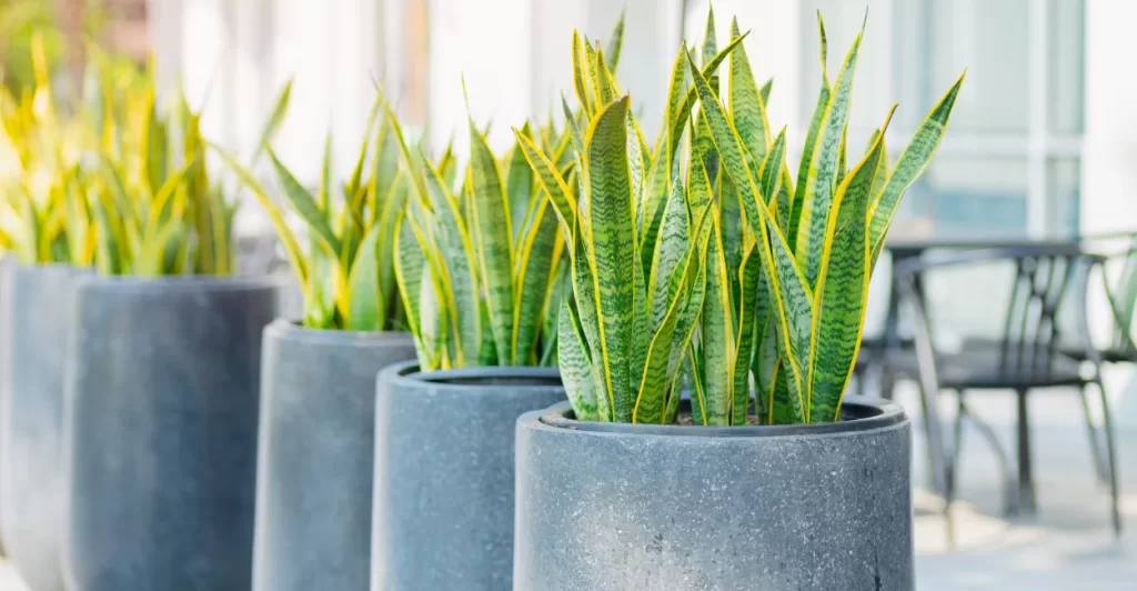 ESPADA-DE-SÃO-JORGE