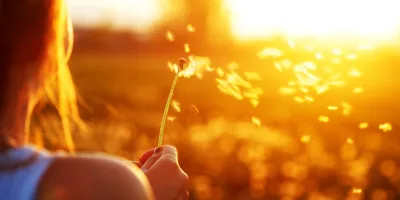 A Planta Que Nasceu Para Voar O Mistério das Sementes ao Vento Dente-de-Leão