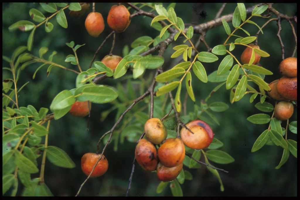 Bálsamo da Amazônia Copaifera spp
