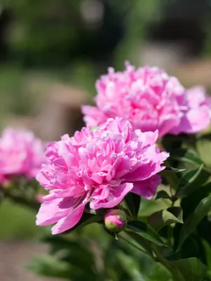 Cultivar Peônia no Jardim é Leveza e Encanto Imagem Canva