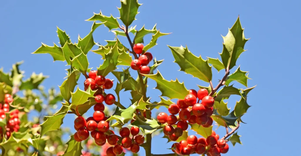 Cultivo de Espinheira Santa