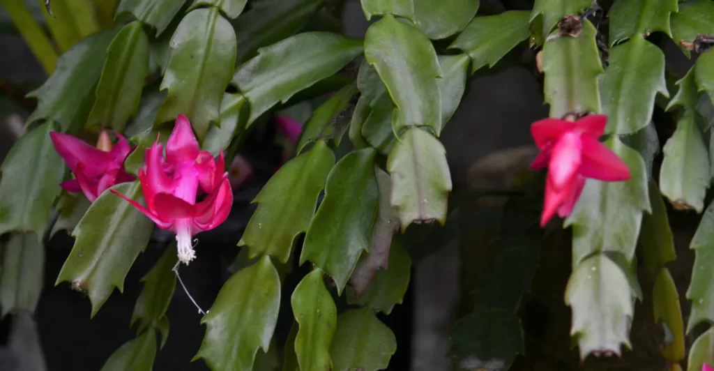 Flor de Maio Imagem Canva Pro