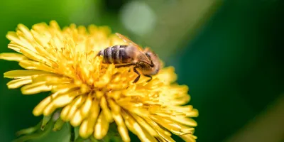 Dente-de-Leão - A planta é uma das primeiras fontes de néctar para abelhas na primavera.